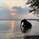 Elefant in Sri Lanka