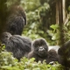 In-spiration Ruanda Berggorillas